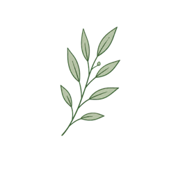 枝叶插画